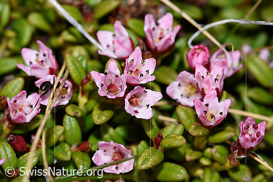 Photo: Loiseleuria procumbens. Opened blossoms.