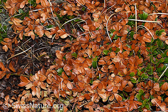 Photo: Arctostaphylos uva-ursi. The leaves were probably not covered with snow during the winter with little snow and were therefore exposed to frost.