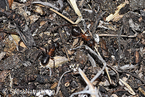 Foto: Wahrscheinlich Grosse Kerbameise (Formica exsecta). Länge 4 - 7.5mm. Ansicht von oben.