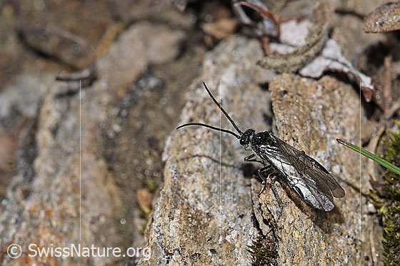 Photo: Dolerus nitens. Length 9mm. View from diagonally above.
