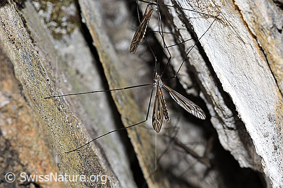 Foto: Schnake der Gattung Tipula. Ansicht von oben.