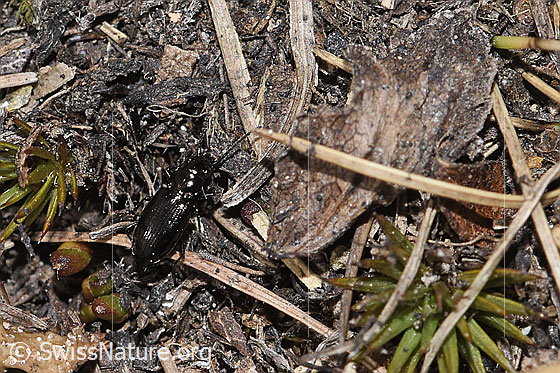 Foto: Metallischer Grabkäfer (Pterostichus burmeisteri). Länge 14mm. Ansicht von schräg oben.
