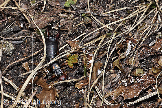 Foto: Zweipunkt-Ohrwurm (Anechura bipunctata). Ansicht von oben.