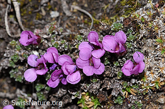 Foto: Gegenblättriger Steinbrech (Saxifraga oppositifolia). Ganze Pflanze (Habitus).