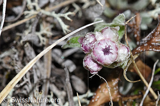 Foto: Gemeines Katzenpfötchen (Antennaria dioica). Blüten. Ansicht von oben.