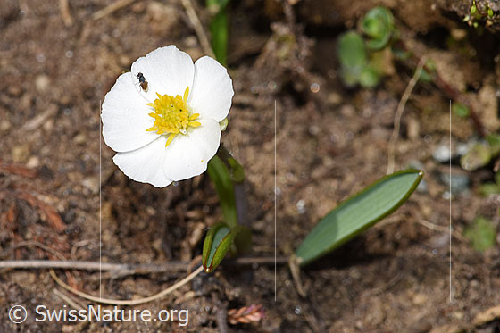 Photo: Ranunculus kuepferi. Blossom.