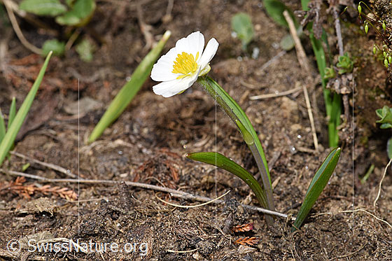 Foto: Pyrenäen-Hahnenfuss (Ranunculus kuepferi). Ganze Pflanze (Habitus).