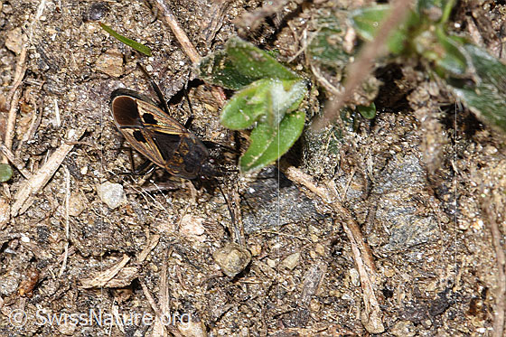 Foto: Rhyparochromus pini (Wanze). Länge 6.8 - 8.1mm. Ansicht von oben.