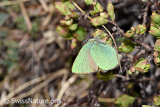 Foto: Brombeer-Zipfelfalter (Callophrys rubi. Flügel geschlossen. Ansicht von der Seite.