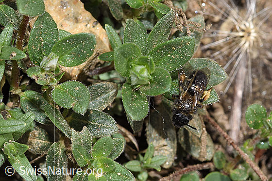 Photo: Halictus rubicundus. Length 8 - 12mm. Female. View from above.