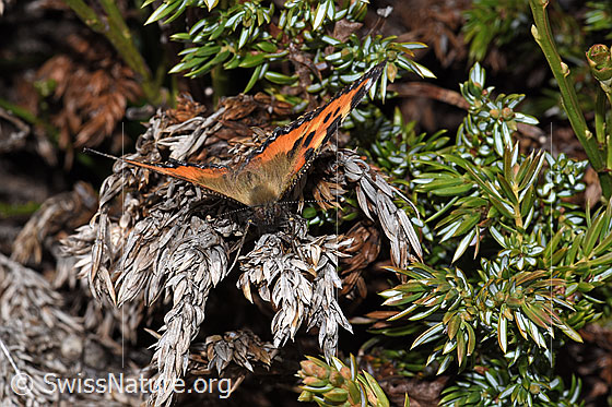 Foto: Kleiner Fuchs (Aglais urticae). Flügel geöffnet. Ansicht von vorne.