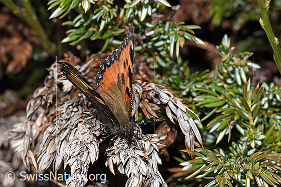 Foto: Kleiner Fuchs (Aglais urticae). Flügel halb geöffnet. Ansicht von vorne oben.