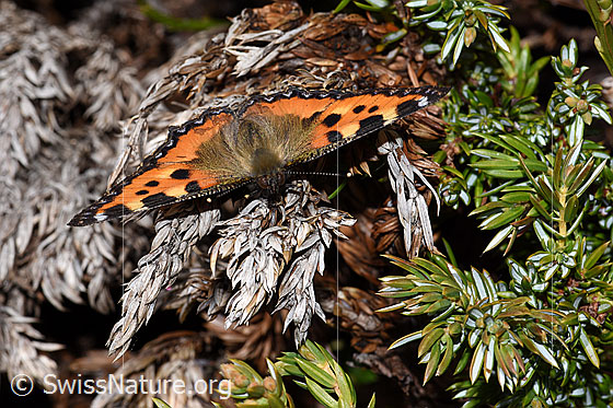 Foto: Kleiner Fuchs (Aglais urticae). Flügel geöffnet. Ansicht von vorne oben.