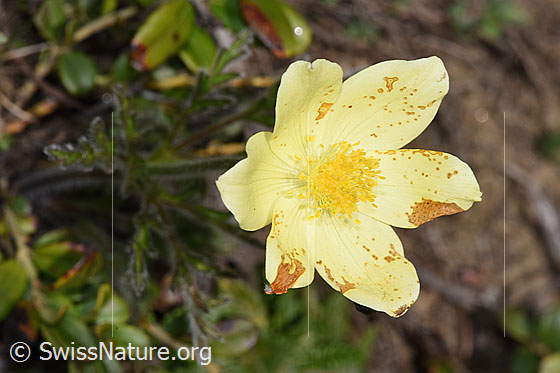 Foto: Schwefel-Anemone (Pulsatilla alpina ssp. apiifolia). Blüte.