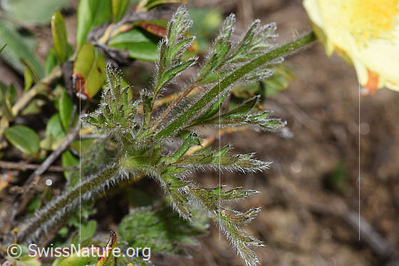 Foto: Schwefel-Anemone (Pulsatilla alpina ssp. apiifolia). Stängel und Blätter.