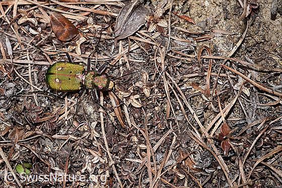 Foto: Feld-Sandlaufkäfer (Cicindela campestris). Ansicht von oben.