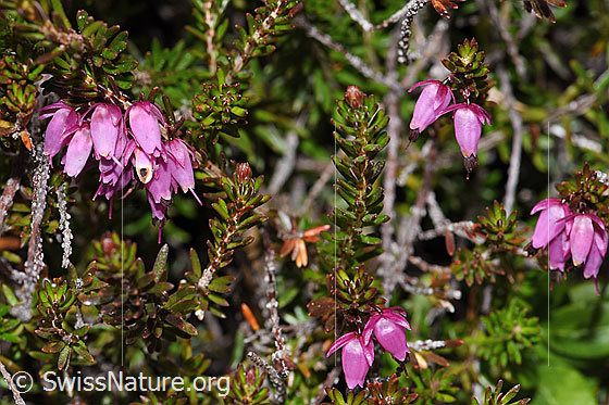 Foto: Erika (Erica carnea). Blüten und Blätter.