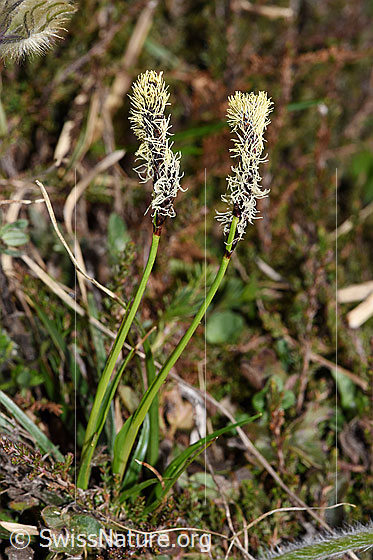 Foto: Wahrscheinlich Frühlings-Segge (Carex caryophyllea).