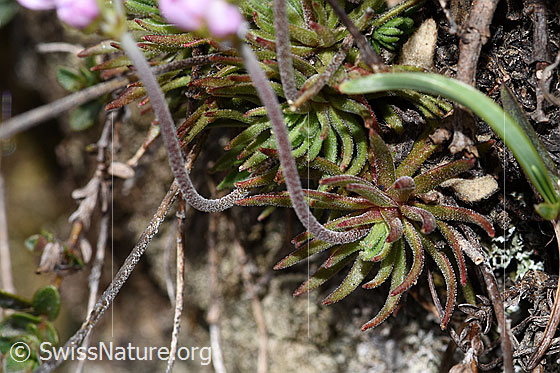 Photo: Androsace puberula. Leaves and stem.