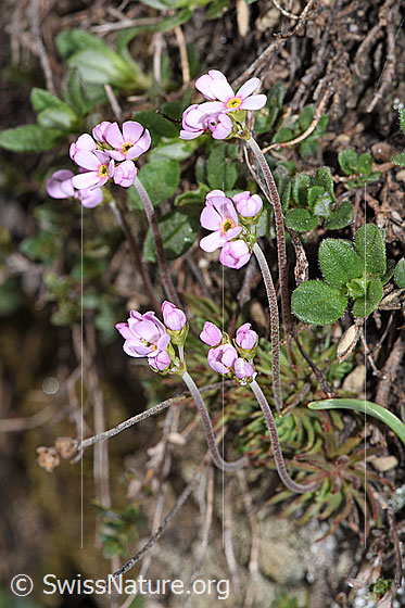 Photo: Androsace puberula. Whole plant (habiti).