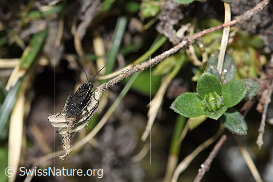 Foto: Schwarze Getreideblattwespe (Dolerus nitens). Länge 9mm. Ansicht von hinten.