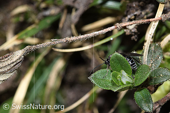 Foto: Schwarze Getreideblattwespe (Dolerus nitens). Länge 9mm. Ansicht von der Seite.
