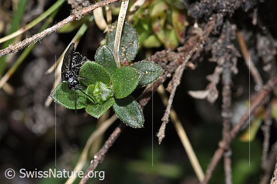 Foto: Schwarze Getreideblattwespe (Dolerus nitens). Länge 9mm. Ansicht von vorne.