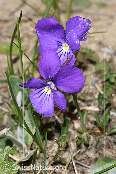 Foto: Langsporniges Stiefmütterchen (Viola calcarata). Blüten.