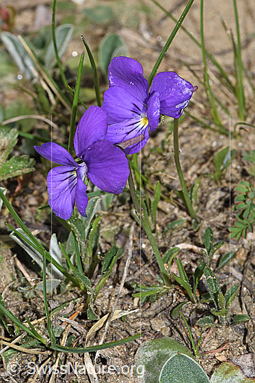 Photo: Viola calcarata. Whole plant (habiti).