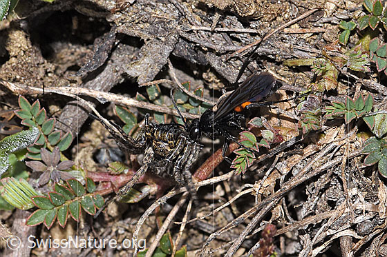 Foto: Frühlings-Wegwespe (Anoplius viaticus) mit Bärtiger Scheintarantel (Alopecosa accentuata) als Beute. Länge 12mm. Weibchen. Die Wespe hat die Spinne betäubt und zieht sie Richtung Bruthöhle. Ansicht von der Seite.
