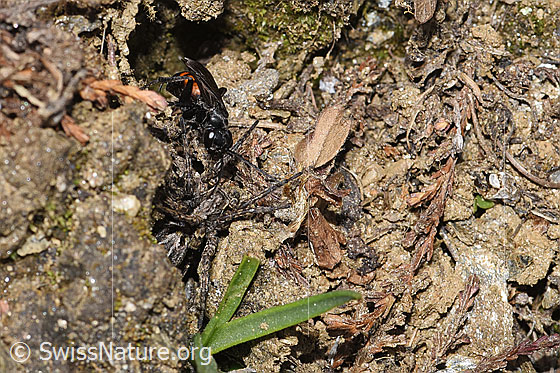 Foto: Frühlings-Wegwespe (Anoplius viaticus) mit Bärtiger Scheintarantel (Alopecosa accentuata) als Beute. Länge 12mm. Weibchen. Die Wespe hat die Spinne betäubt und zieht sie Richtung Bruthöhle. Ansicht von vorne.