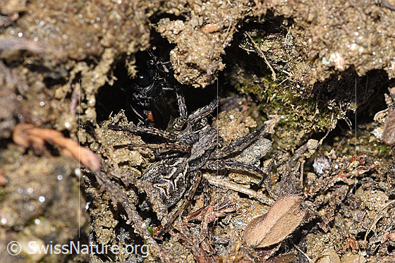 Frühlings-Wegwespe (Anoplius viaticus) mit Bärtiger Scheintarantel (Alopecosa accentuata)
