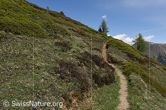 Photo: Impression from habitat 