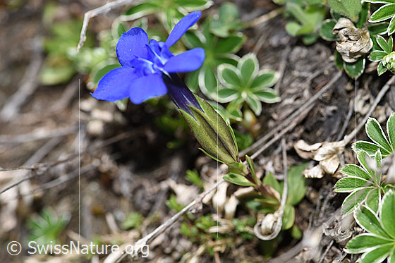 Photo: Gentiana verna. Whole plant (habiti).