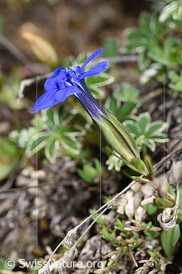 Photo: Gentiana verna. Blossom and calyx.