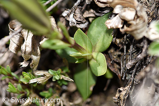 Photo: Gentiana verna. Basic leaves.