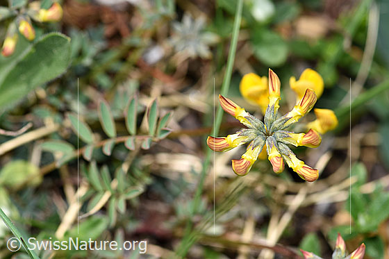 Foto: Schopfiger Hufeisenklee (Hippocrepis comosa). Blätter und noch geschlossene Blüten.