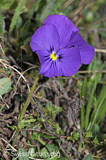 Photo: Viola calcarata. Whole plant (habiti).