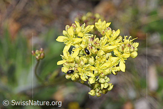 Foto: Gemeines Brillenschötchen (Biscutella laevigata). Blüten.