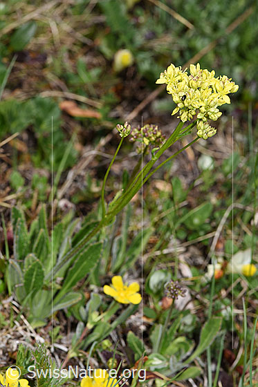 Photo: Biscutella laevigata. Whole plant (habiti).
