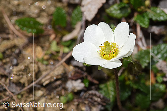 Photo: Dryas octopetala. Blossom.
