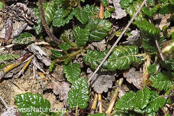 Photo: Dryas octopetala. Leaves.