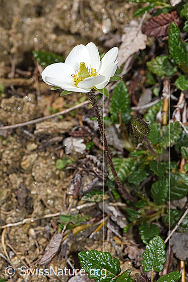 Photo: Dryas octopetala. Whole plant (habiti).