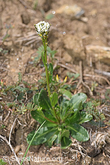 Photo: Probably Arabis ciliata. Whole plant (habiti).