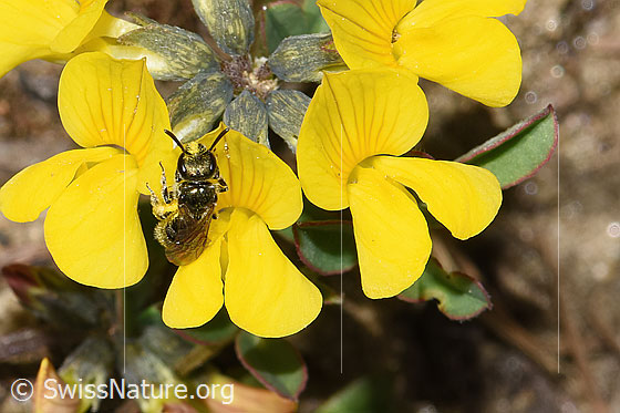Photo: Probably Lasioglossum morio on Hippocrepis comosa. Length 6 - 7mm. View from the front.