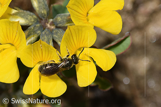 Foto: Wahrscheinlich Dunkelgrüne Schmalbiene (Lasioglossum morio) auf Schopfigem Hufeisenklee (Hippocrepis comosa). Länge 6 - 7mm. Ansicht von schräg oben.
