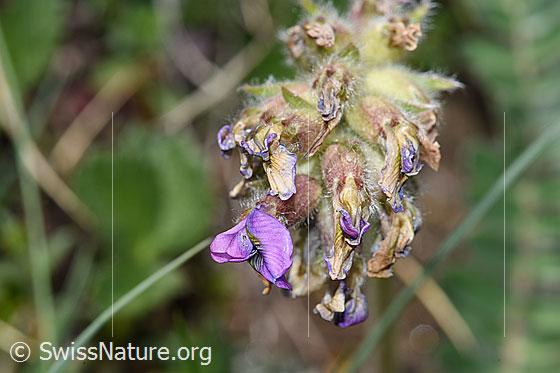 Foto: Samtiger Haller-Spitzkiel (Oxytropis halleri ssp. velutina). Blütenstand. Blüten teilweise verblüht.