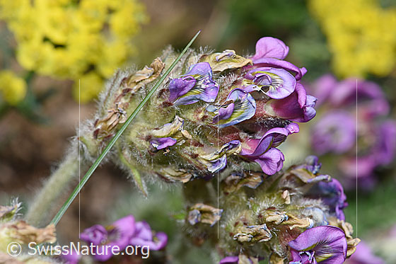 Samtiger Haller-Spitzkiel (Oxytropis halleri ssp. velutina)