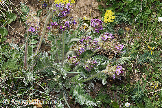 Photo: Oxytropis halleri ssp. Velutina. Whole plant (habiti).