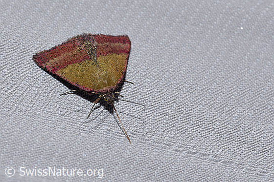 Photo: Phytometra viridaria. View from the side at the front at the top.